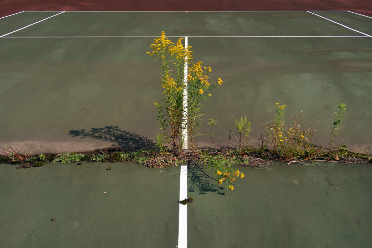 Weeds growing through a tennis court seam.